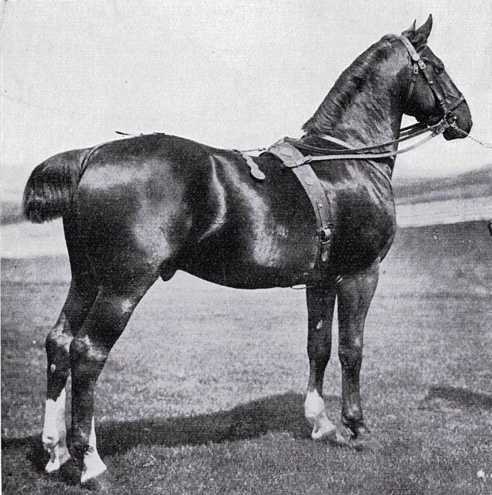 Hanoverian Horse of 1876 and how it was bred