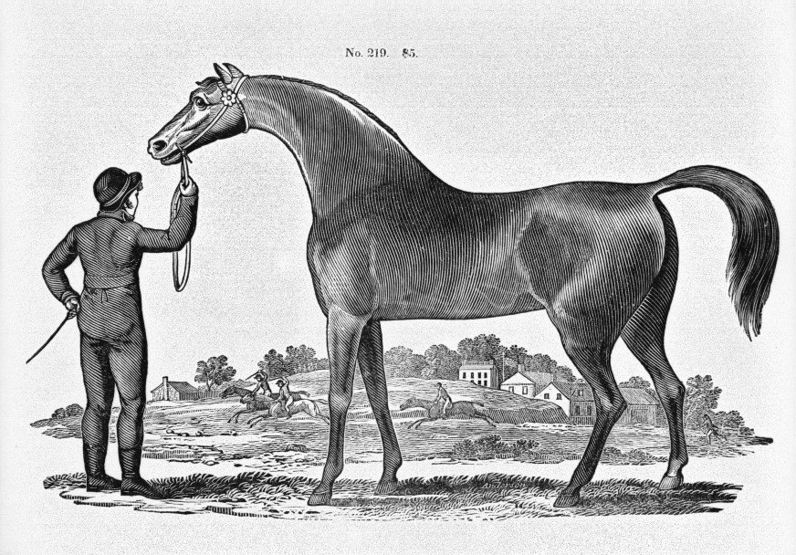 Amer. Hunter Horse